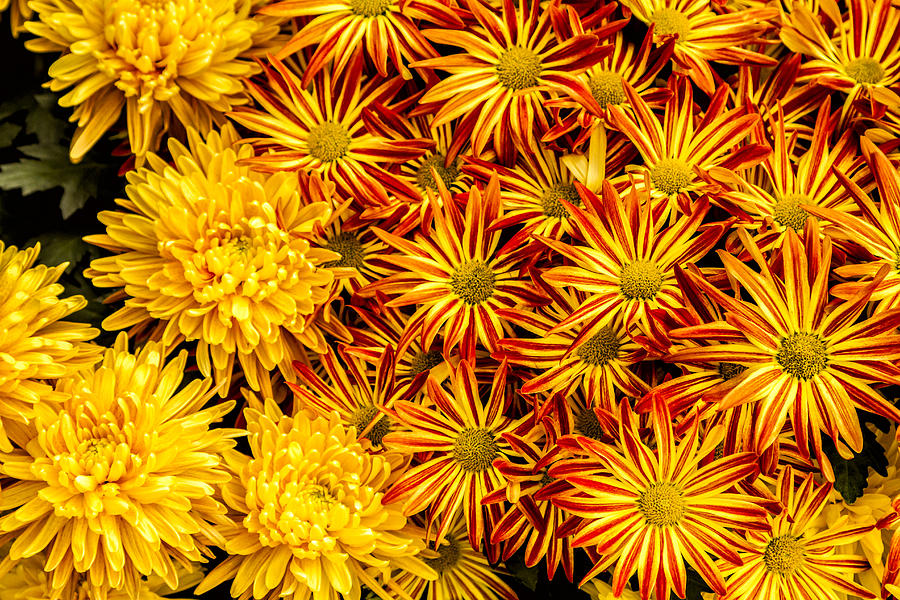 Fall Mums Photograph by Lindley Johnson