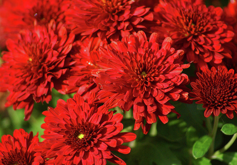 Fall Mums Photograph by Maria Keady - Fine Art America