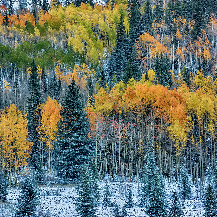 Fall Near Ouray Co-2-Square DSC07977  Photograph by Greg Kluempers