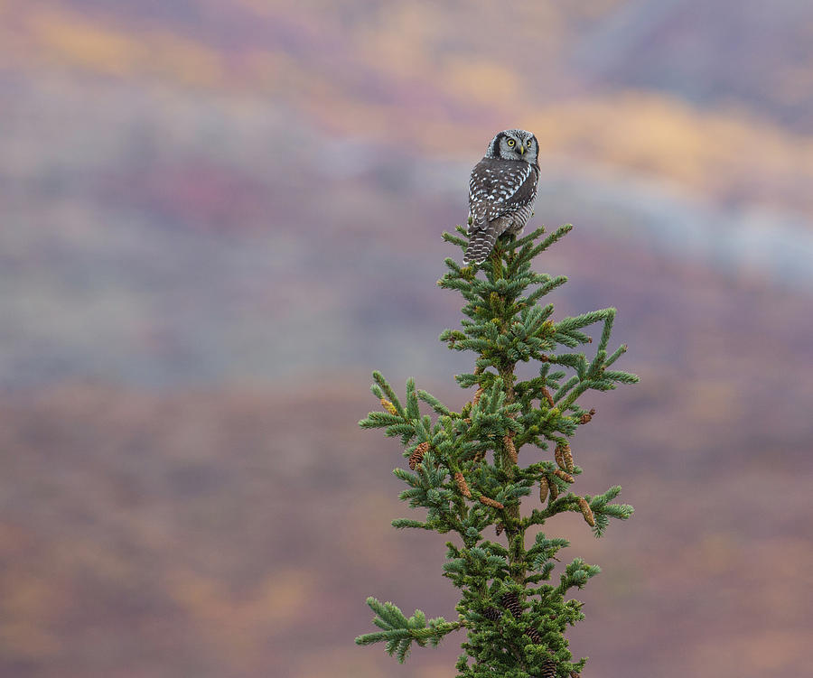 Denali National Park Photograph - Fall Northern Hawk Owl by Sam Amato