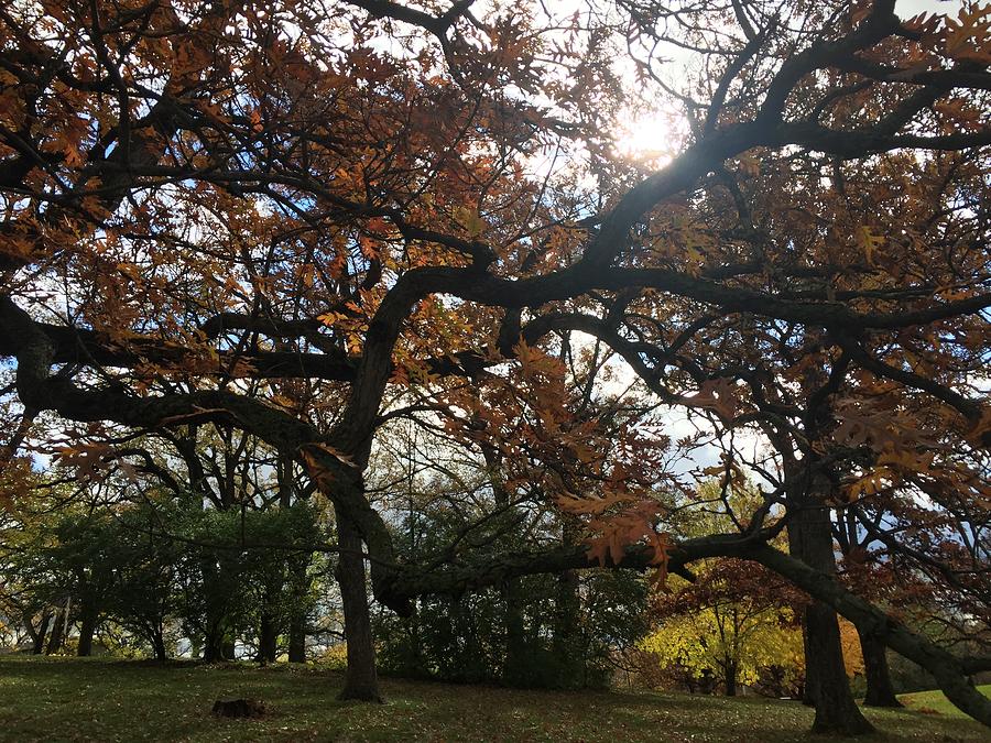 Fall oak Photograph by Brooke Bowdren