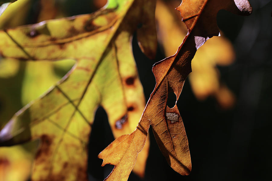 Fall Oak Leaf Portrait  Photograph by Mary Bedy