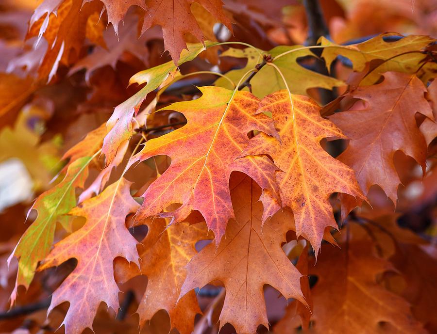 Fall oak leaves Photograph by Lynn Hopwood