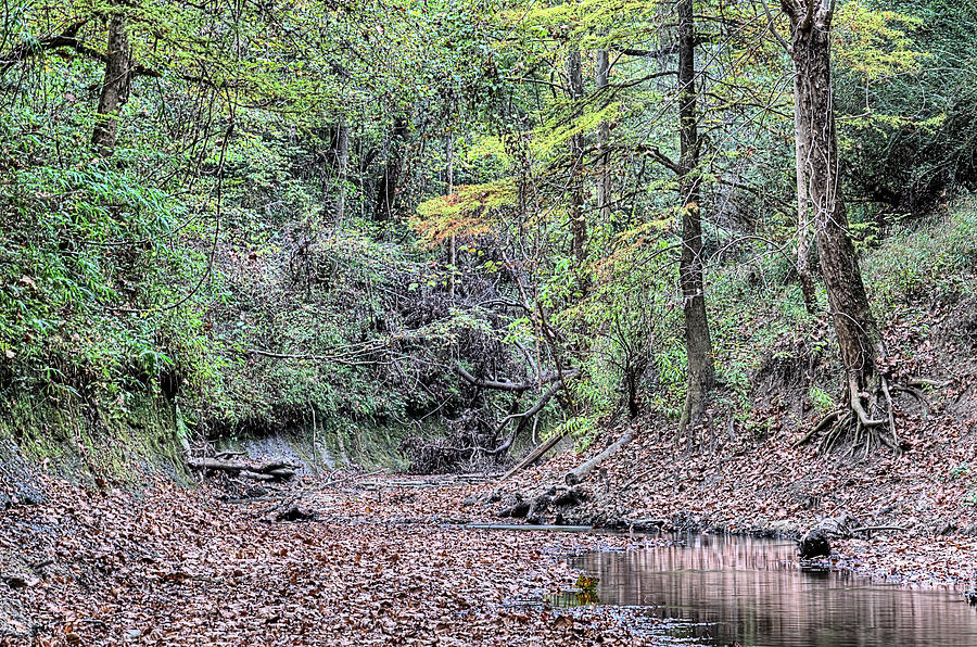 Fall on Bottle Creek Photograph by JC Findley
