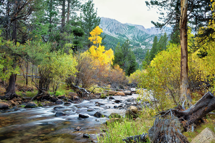 Fall on Lee Vining Creek Photograph by Doug Holck - Fine Art America