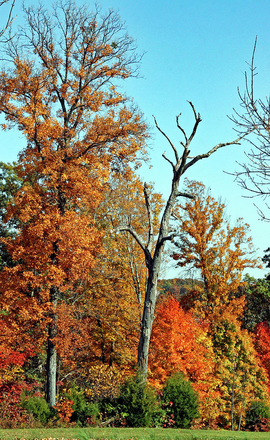 Fall on Natchez Trace Pkwy Photograph by Gina Fitzhugh