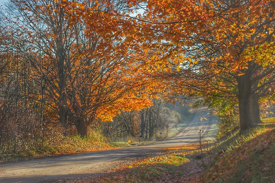 5002 - Fall on Oak Road Photograph by Sheryl L Sutter