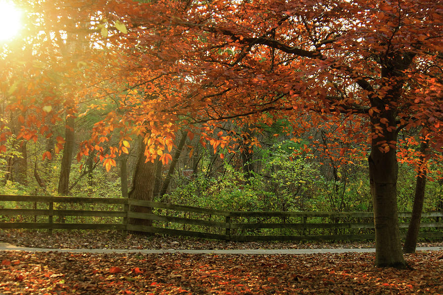 Fall on the Beech Photograph by Joni Eskridge