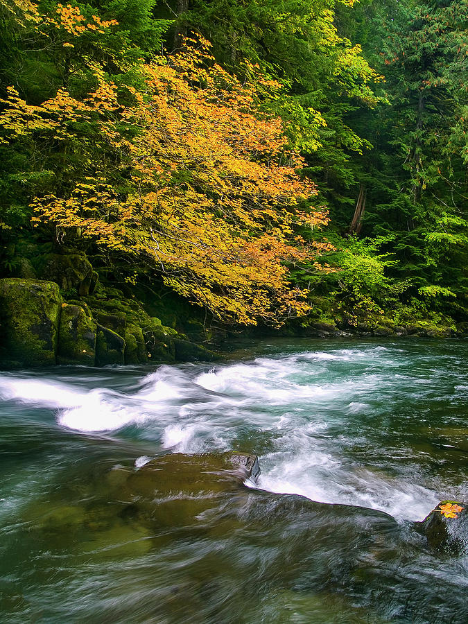 Fall on the Clackamas River, OR Photograph by Steven Clark