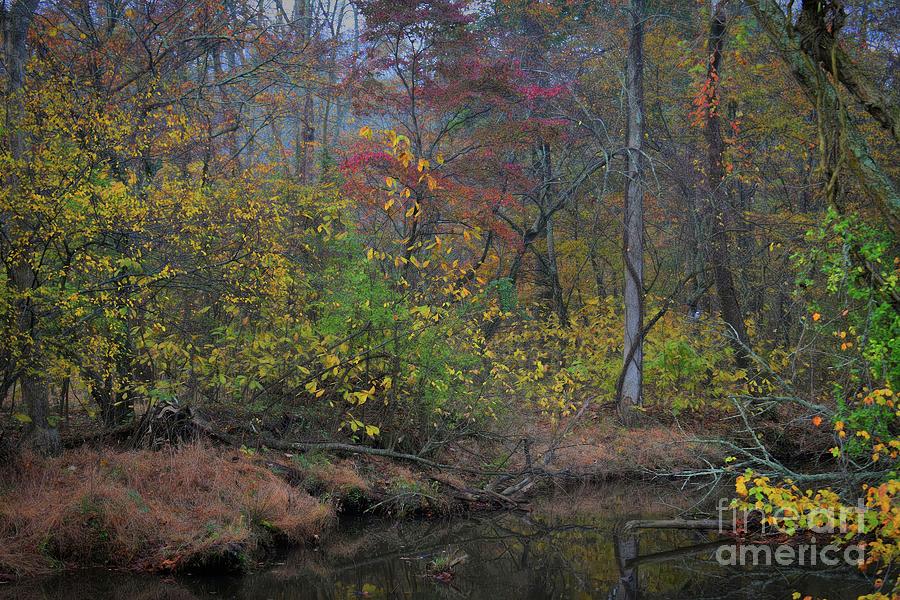 Fall On The Creek Photograph by Skip Willits