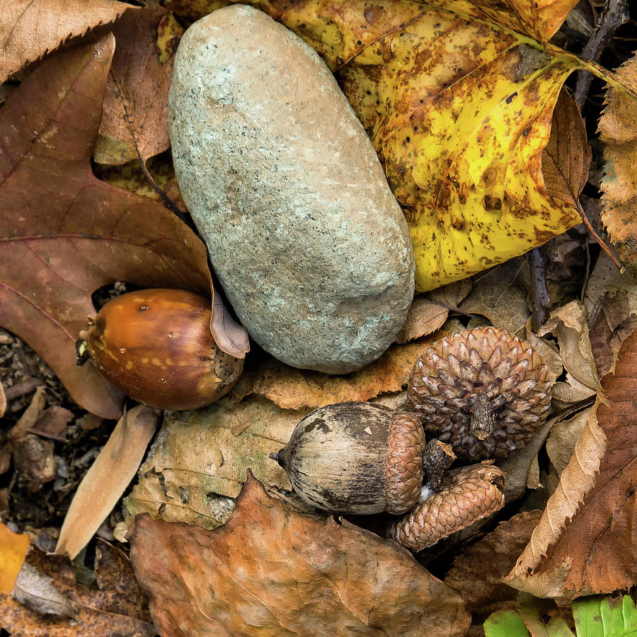 Fall On The Forest Floor Photograph
