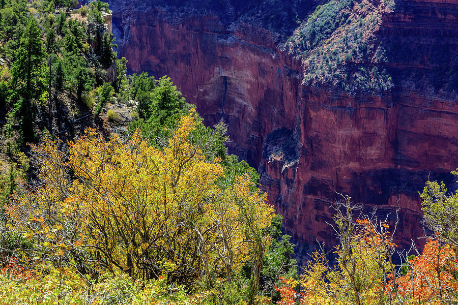 Fall on the North Rim Photograph by Dennis Swena