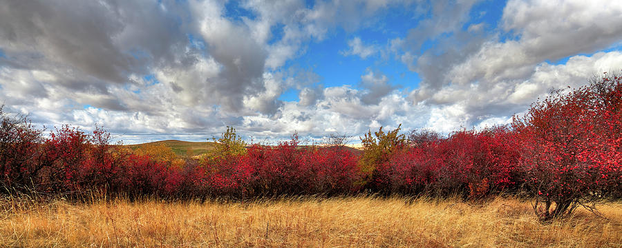 Landscape Photograph - Fall on the Palouse Hills by David Patterson