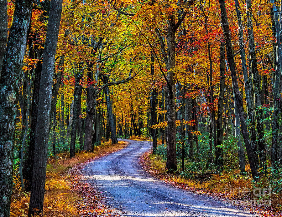 Fall on the Road in Hickory Run Photograph by Nick Zelinsky Jr