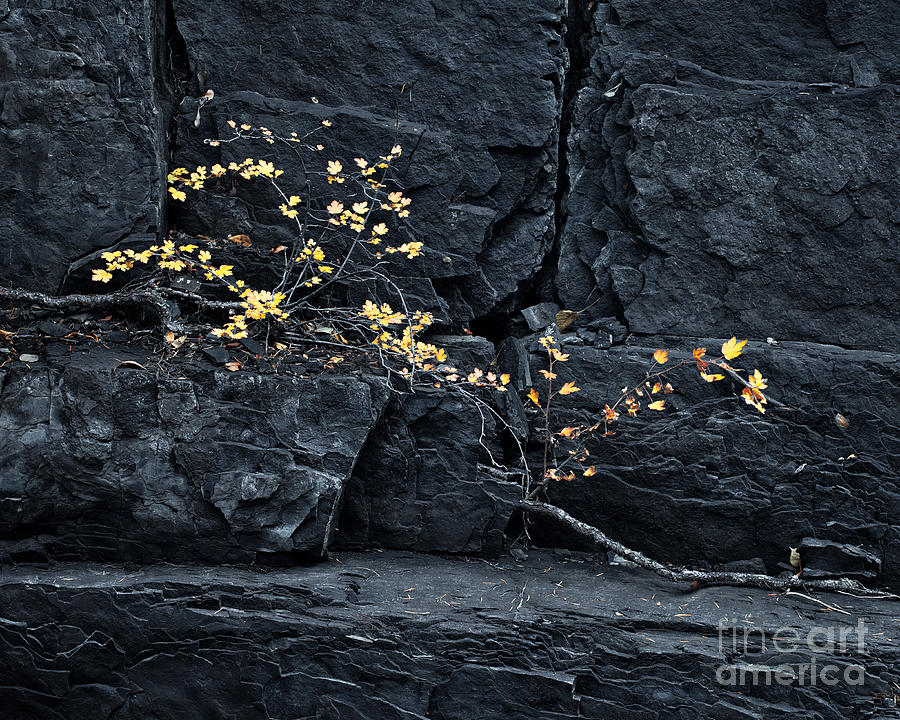 Fall Photograph - Fall On the Rocks by Royce Howland