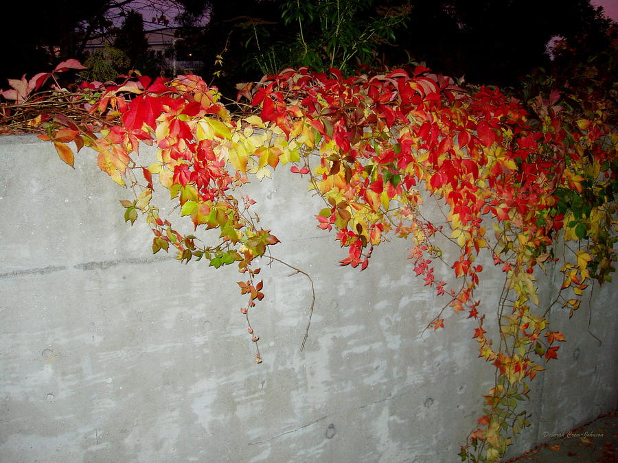 Fall on the Wall Photograph by Deborah  Crew-Johnson