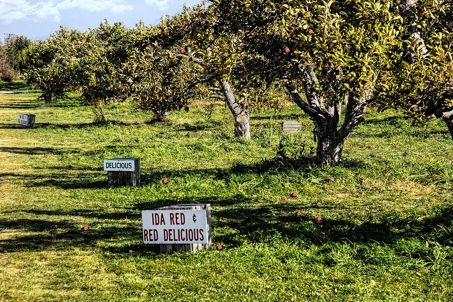 Fall Orchard Photograph by Pat Cook