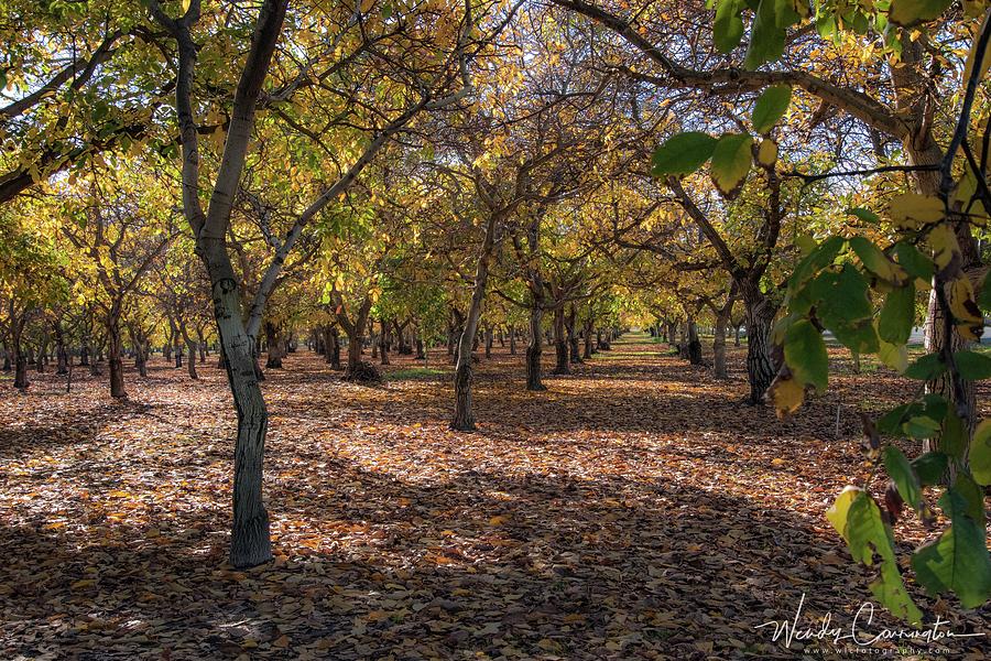 Fall Orchard Photograph by Wendy Carrington