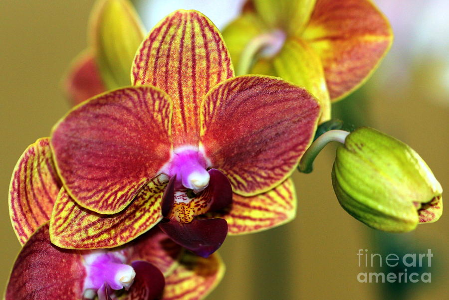 Fall Orchid Photograph by Carol Komassa