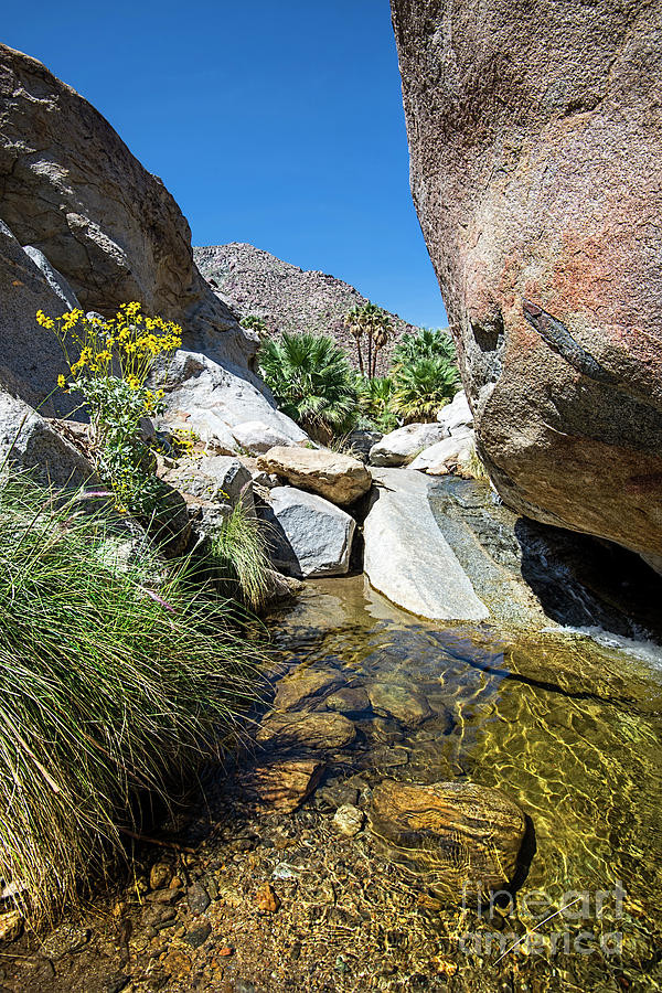 Fall Palm Canyon Trail Photograph by Baywest Imaging