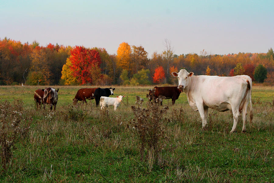 Fall Pasture Photograph by Brook Burling