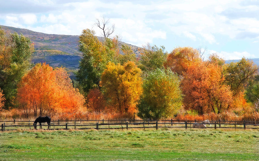 Fall Pasture Photograph by Steve Ohlsen - Fine Art America