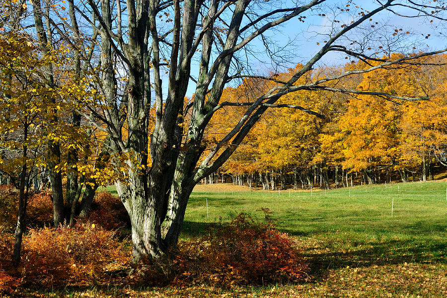 Fall Pasture Photograph by Tim Nyberg