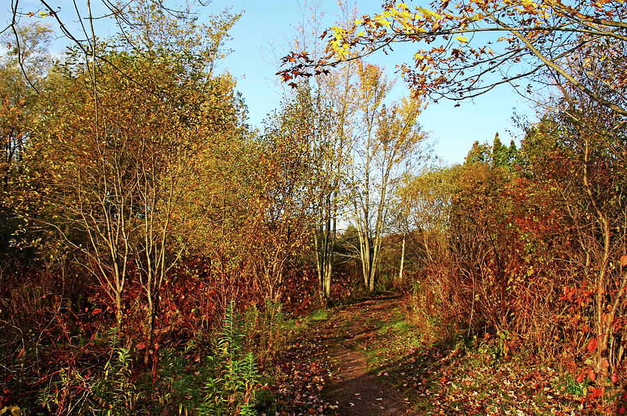 Fall Path Photograph by Debbie Oppermann