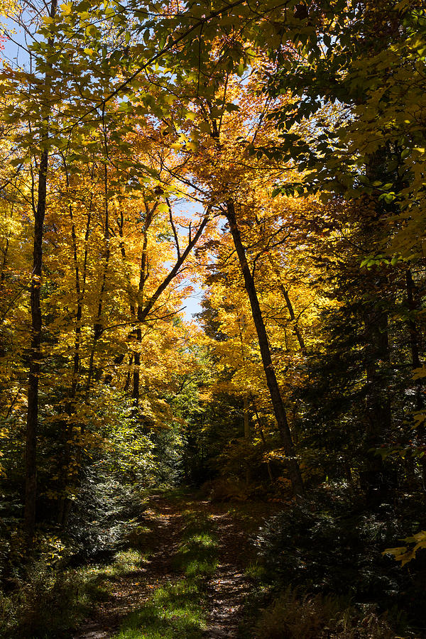 Fall Path in Golden Yellow Photograph by Georgia Mizuleva
