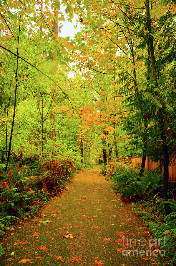 Fall Path Too Photograph by Brian OKelly