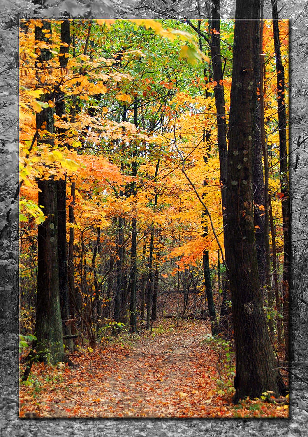 Fall Pathway Photograph by Robert A Clayton