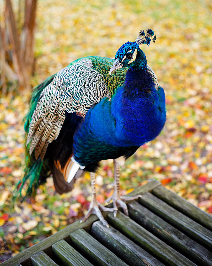 Fall Peacock Photograph by Steve Stephenson