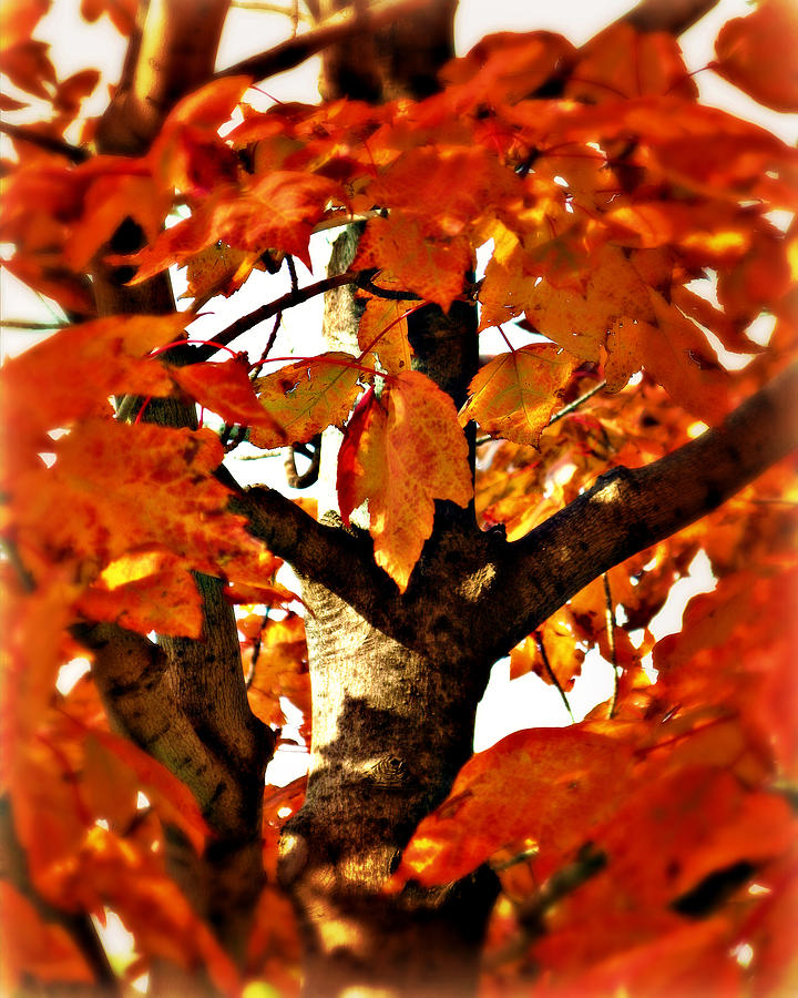 Fall Photograph - Fall by Perry Webster