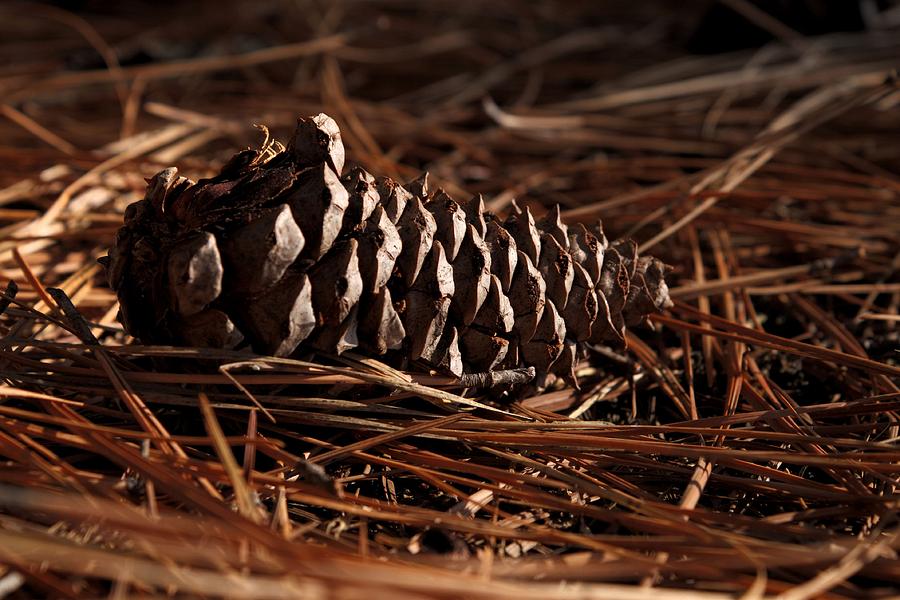 Fallen Pine Cone Photograph by Shoeless Wonder