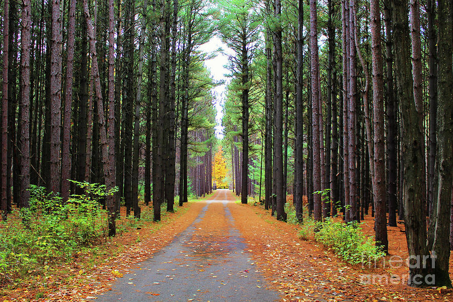 Fall Pines Road Photograph by Laura Kinker