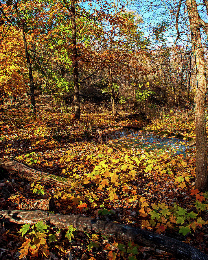 Fall Pond Photograph by Ira Marcus