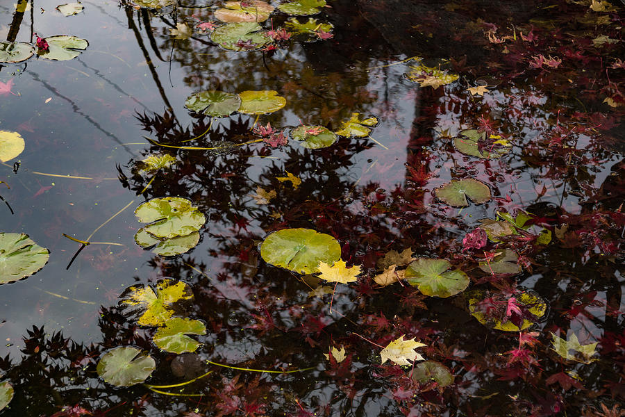 Fall Pond Reflections - a Story of Waterlilies and Japanese Maple Trees - Take One Photograph by Georgia Mizuleva
