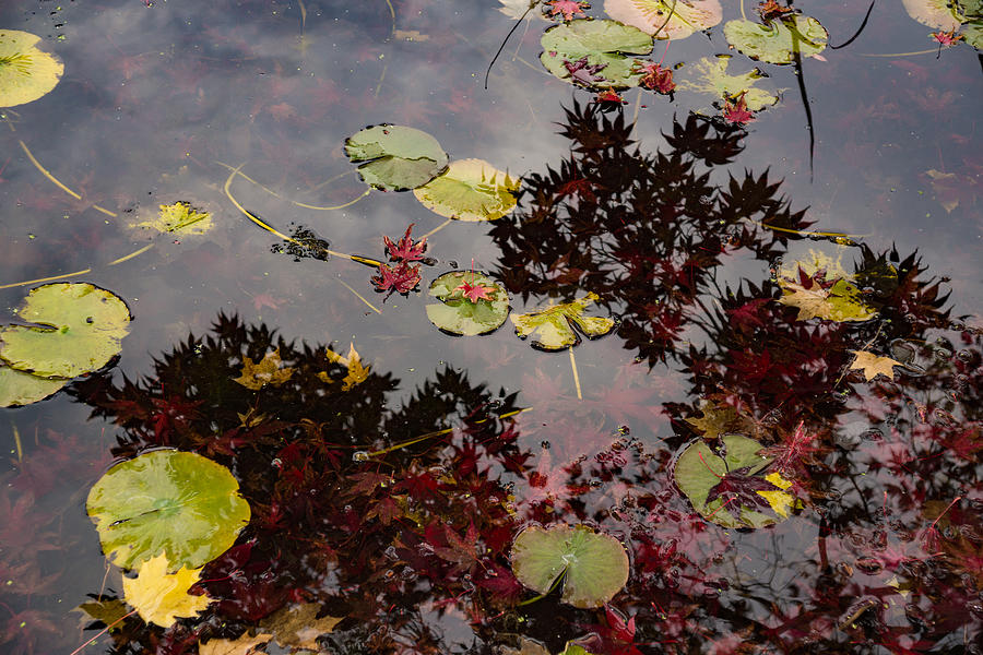 Fall Pond Reflections - a Story of Waterlilies and Japanese Maple Trees - Take Two Photograph by Georgia Mizuleva