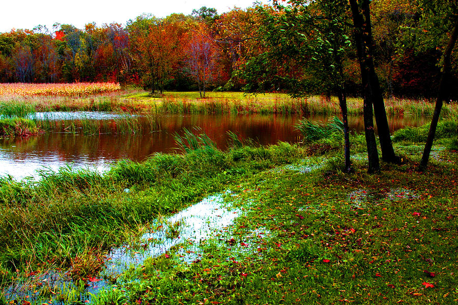 Fall  Pond Photograph by William Meemken