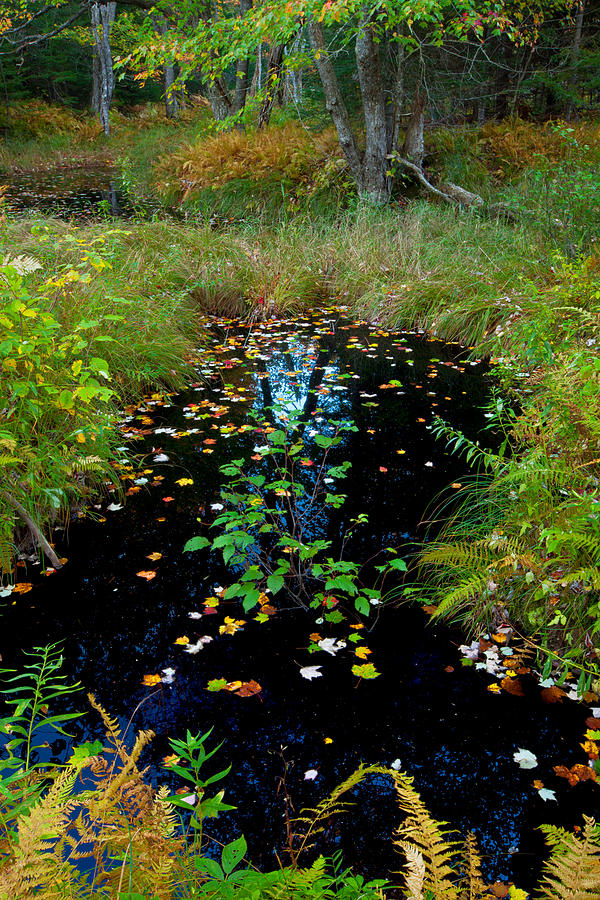 Fall Ponds Along The Kelly River Photograph by Irwin Barrett