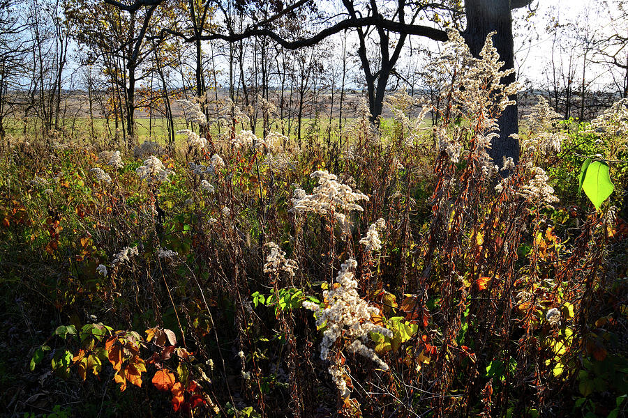 Fall Prairie in Glacial Park Photograph by Ray Mathis