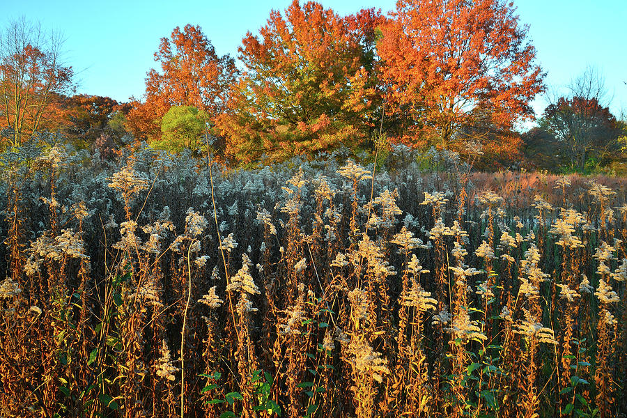 Fall Prairie in Moraine Hills Photograph by Ray Mathis