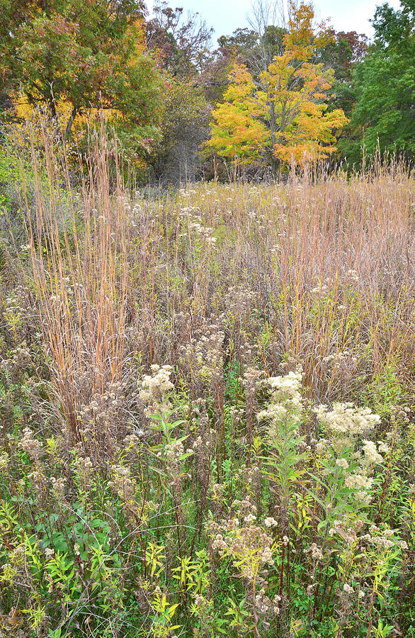 Fall Prairie Scene in Moraine Hills Photograph by Ray Mathis