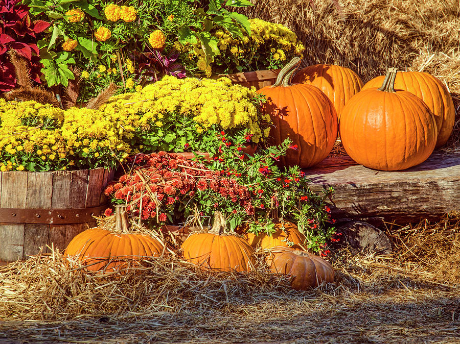 Fall Pumpkins Photograph by Carolyn Marshall