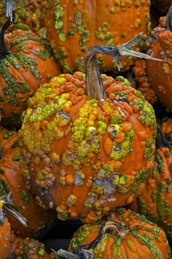 Fall Pumpkins Photograph by Dennis Nelson - Fine Art America