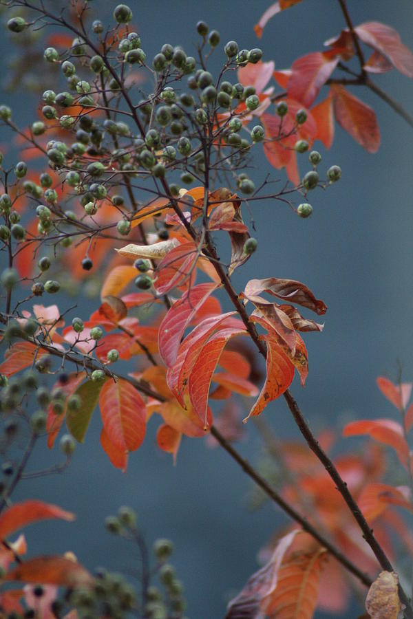 Tree Photograph - Fall by Rachelle Johnston