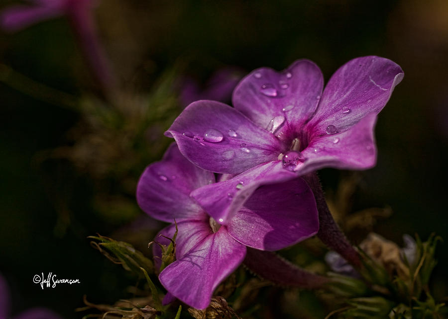 Flowers Still Life Photograph - Fall Rain by Jeff Swanson