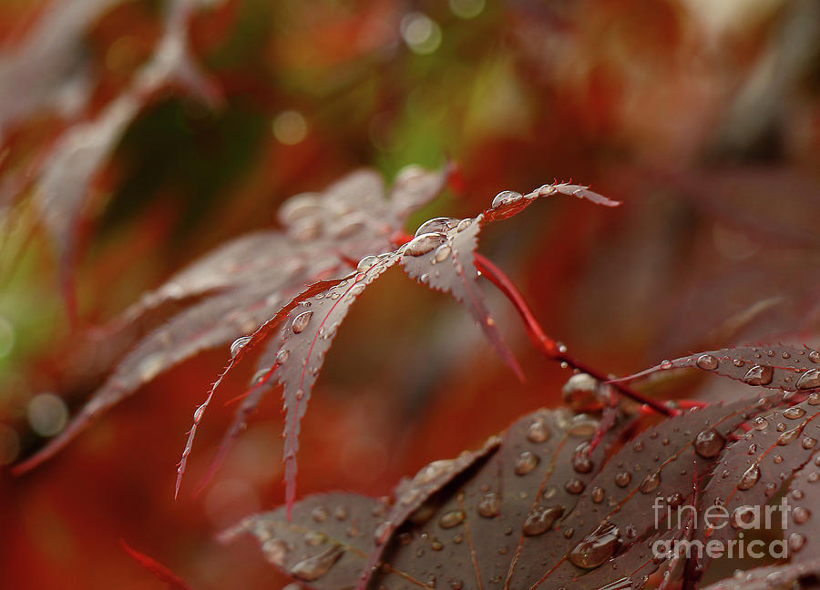 Fall Rain Photograph by Les Greenwood