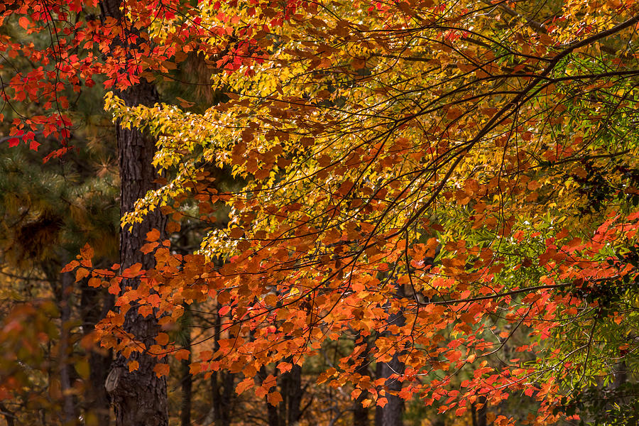 Fall Rainbow Of Colors Photograph by Terry DeLuco | Fine Art America