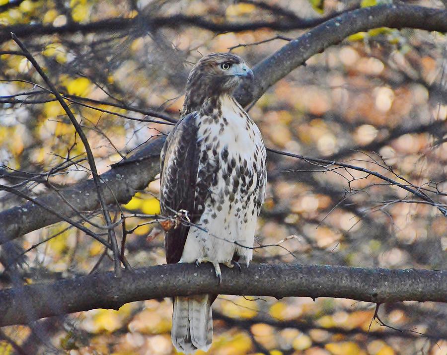 Fall Raptor Photograph By Deborah Hochhauser - Pixels